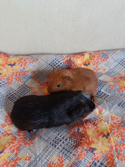 Морские свинки девка  мальчик