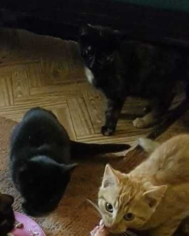 котики 6 місяців в добрі руки