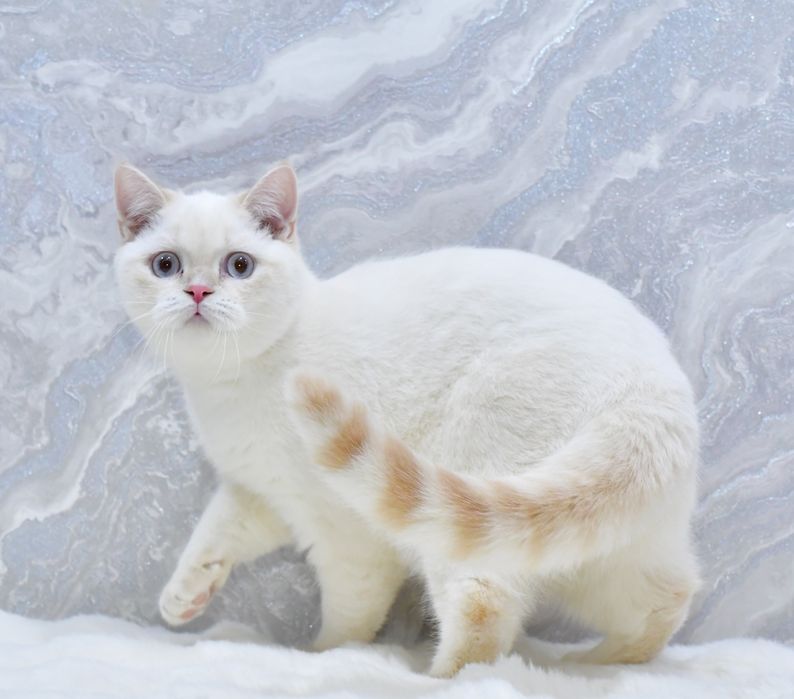 Шотландський мальчик