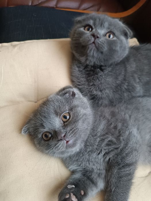 Шотландські кошенята