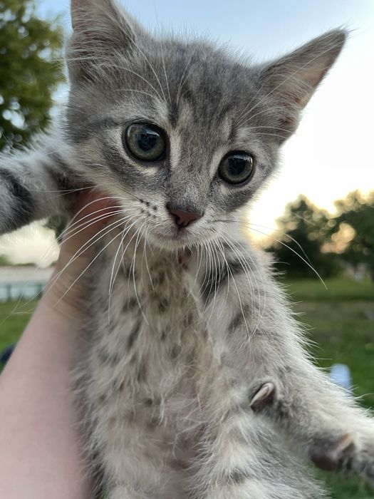 Котик у добрі руки!!