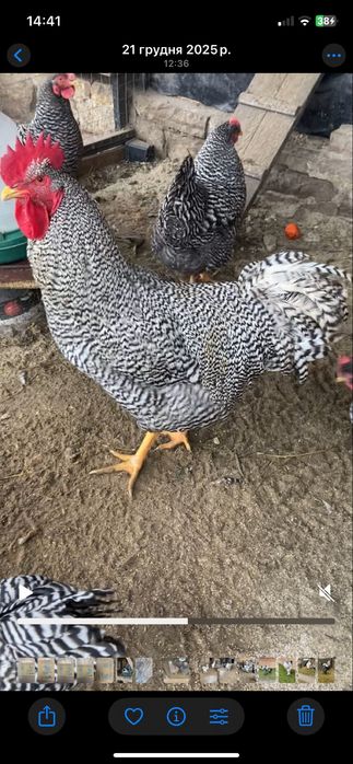 Амрокс 2+2 25 року