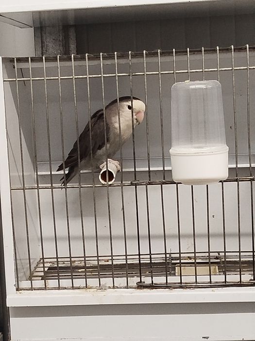 Vendo agapornis roseicollis longfheters