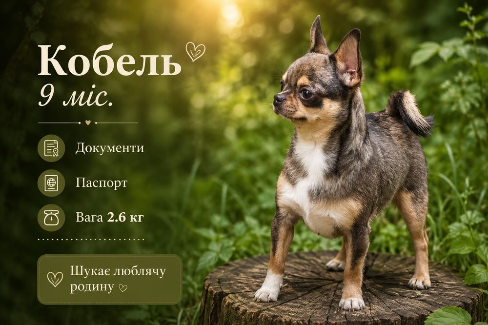Кобель 9 мес с документами, 2,6 кг