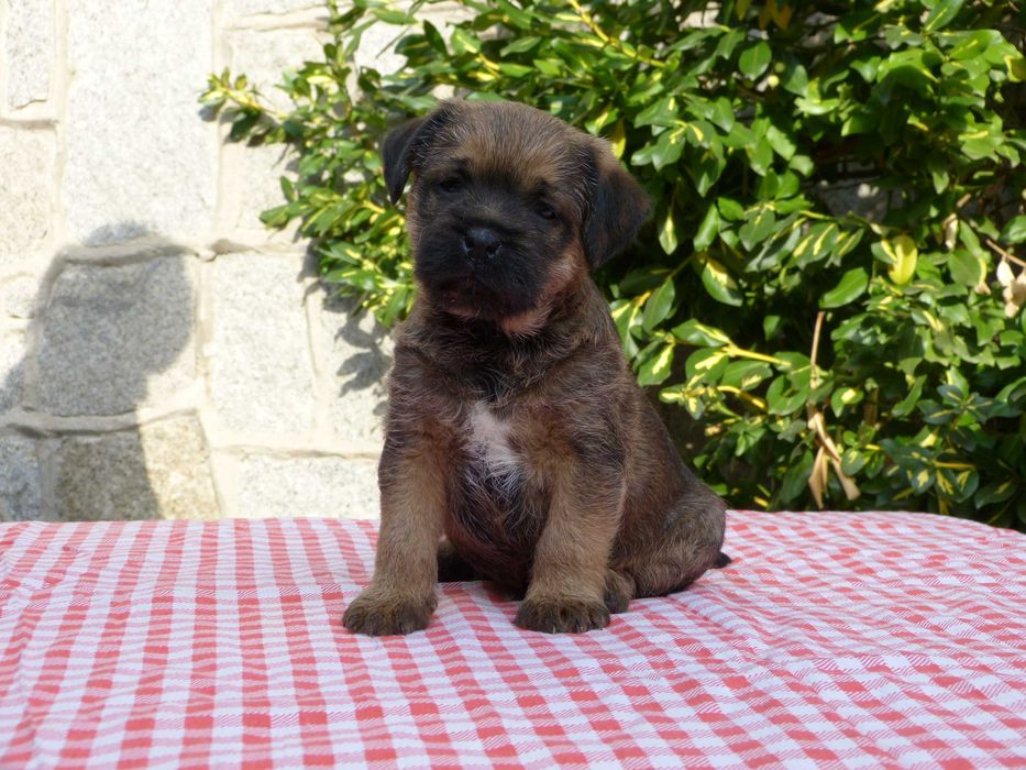 Border Terrier - rodowodowy pies