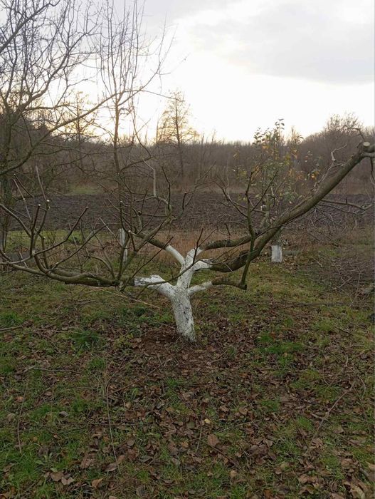 Надаю  послуги обрізки фруктових дерев