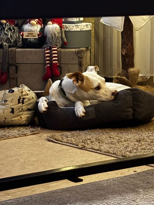 Oddam pieski w dobre ręce