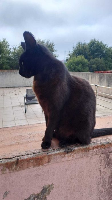 Gatos Adultos para Adopção