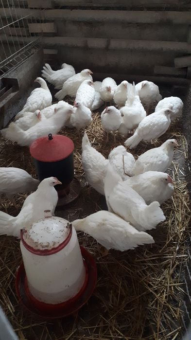 Kury nioski młode rossa rosa sandy dominant