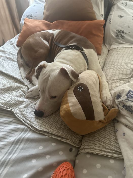 Młody amstaff szuka rodziny