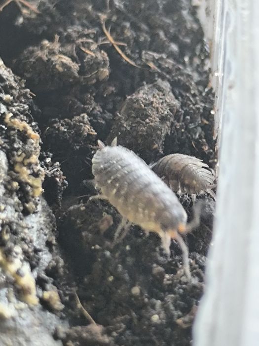 Prosionek porcellio scaber