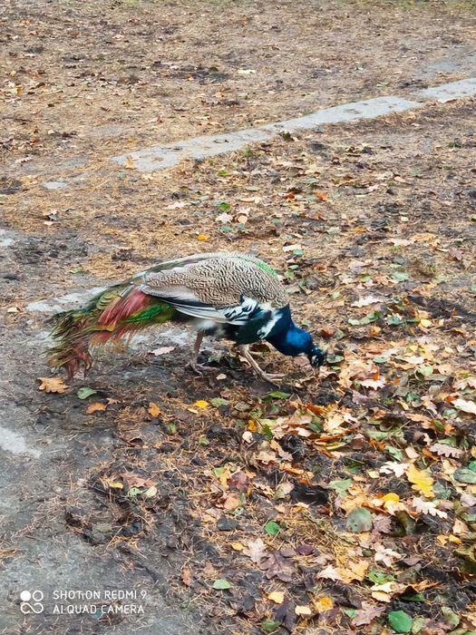 Pawie niebieskie młode