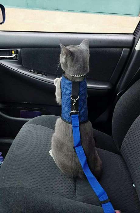 cinto de segurança para cão ou gato cães e gatos animais estimaçao