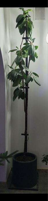 Stojak na kwiaty kwietnik