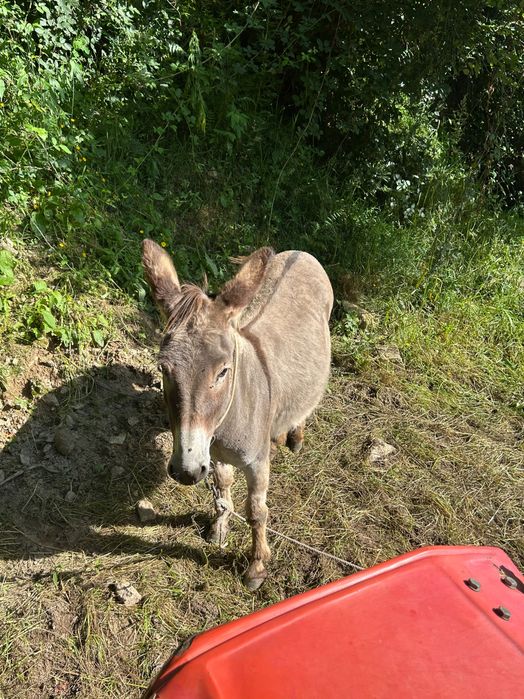 Burro macho capado muito meigo