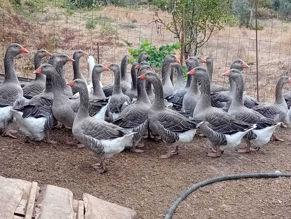 Gansos Toulouse Genuinos
