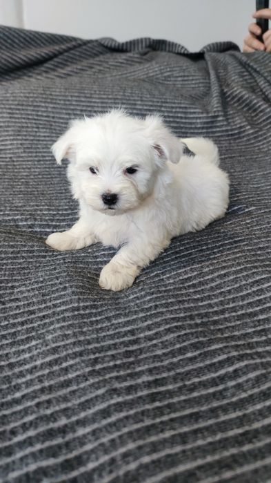 Bichon Maltês macho disponível
