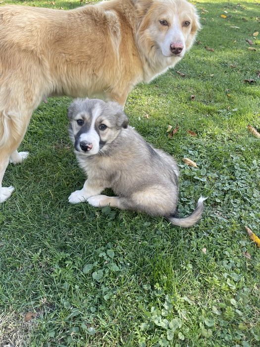 Border collie - piesek