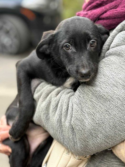 Спокійна дівчинка-цуценя у добрі руки