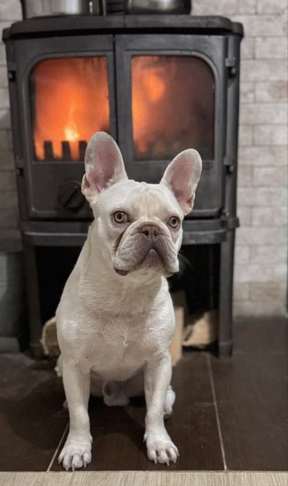 французький бульдог Lilac Tan