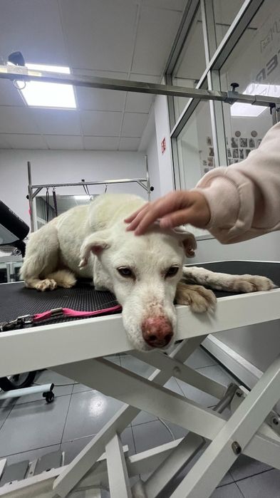 Macho para adoção responsável