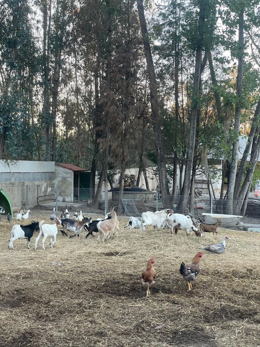Vendo cabras de varias raças