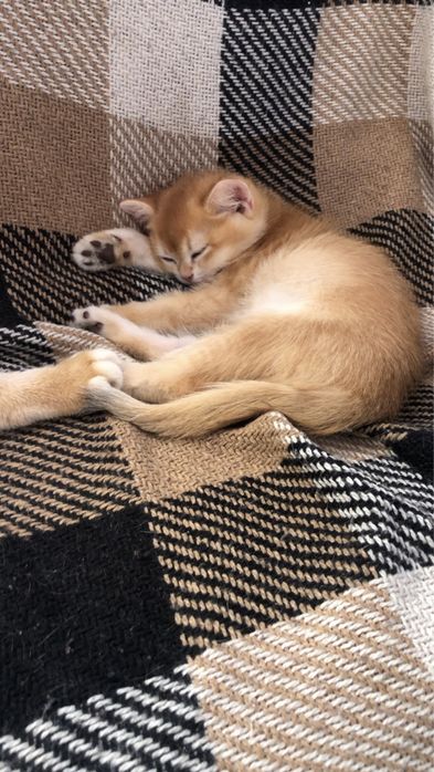 Золота шиншила котик