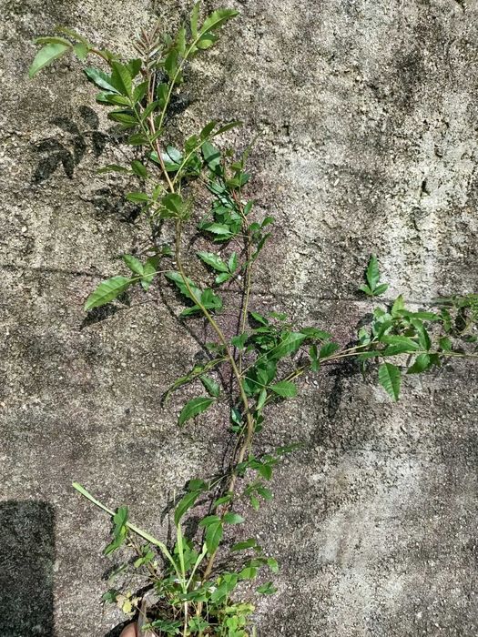 Pimenta Rosa - Schinus terebinthifolius