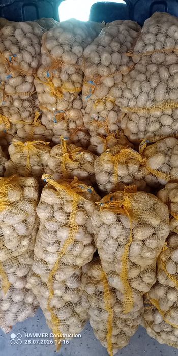 Ziemniaki gwiazda 15kg