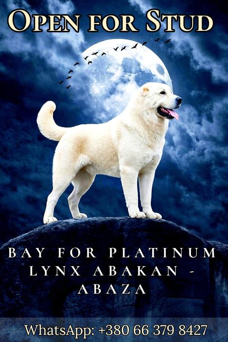 Відкритий кобель САВ для вязок.