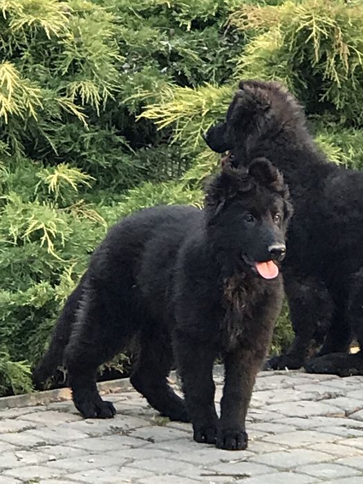 Owczarek niemiecki dlugowlosy potezny szczeniak czarny piesek suczka