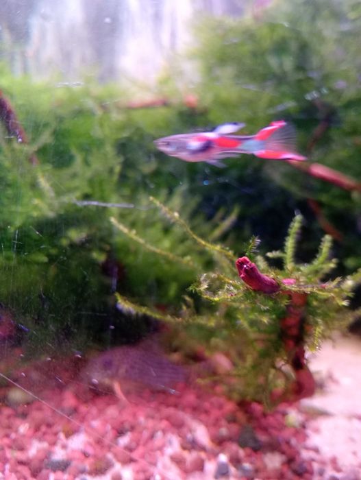 Raízes para aquário