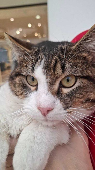 Офігітєльний коте Єврік