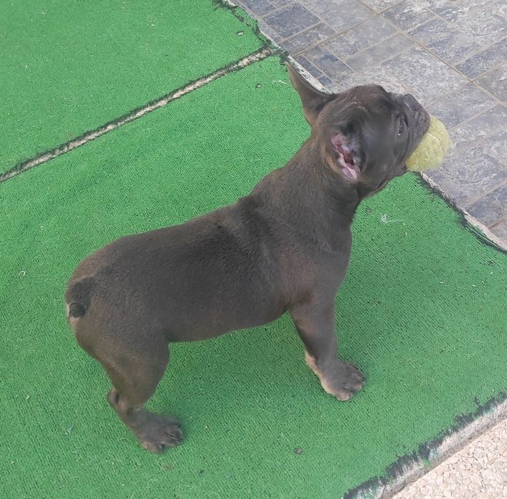 Bulldog francês macho blue