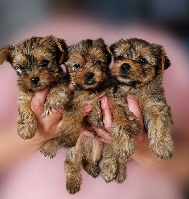 Yorkshire terrier złote