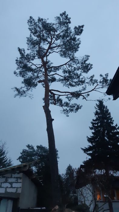 Wycinka pielęg.drzew ,rębak,glebogryzarka,wertykulator, zageszczarka