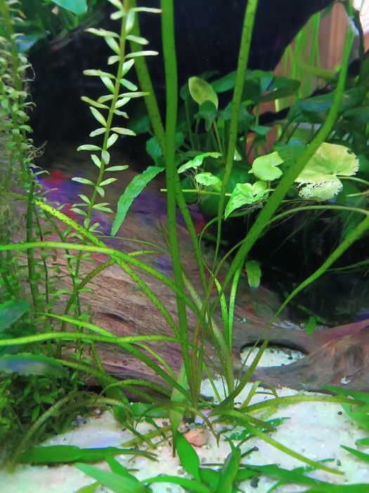 Nurzaniec tygrysi, Vallisneria Spiralis 'Tiger'