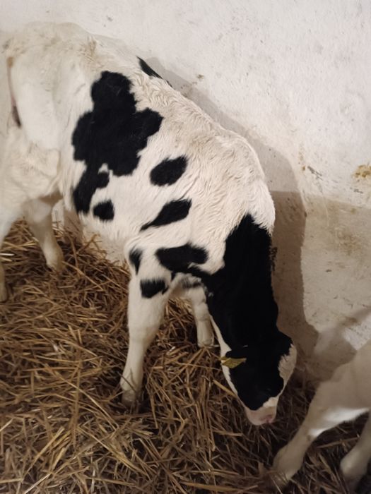 Byczek cielak żarłak