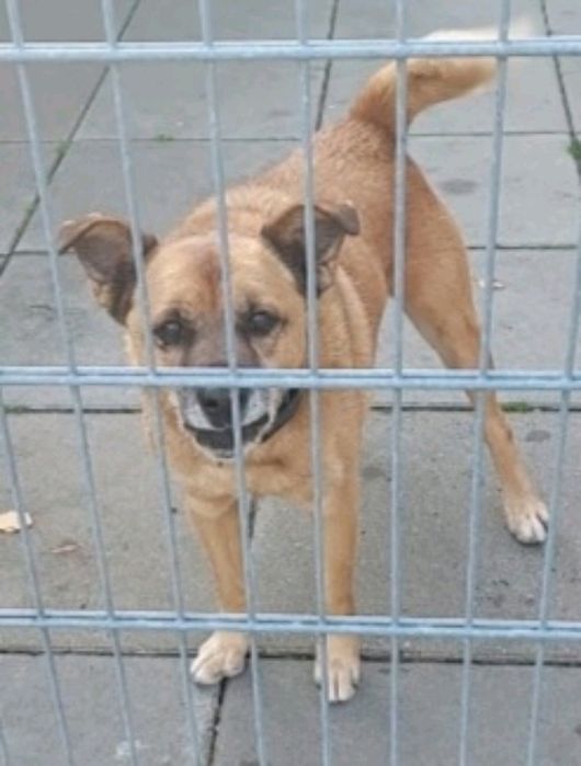 Ares weteran jastrzębskiego schroniska