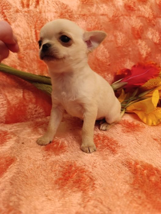 Пропонується гарненька дівчинка