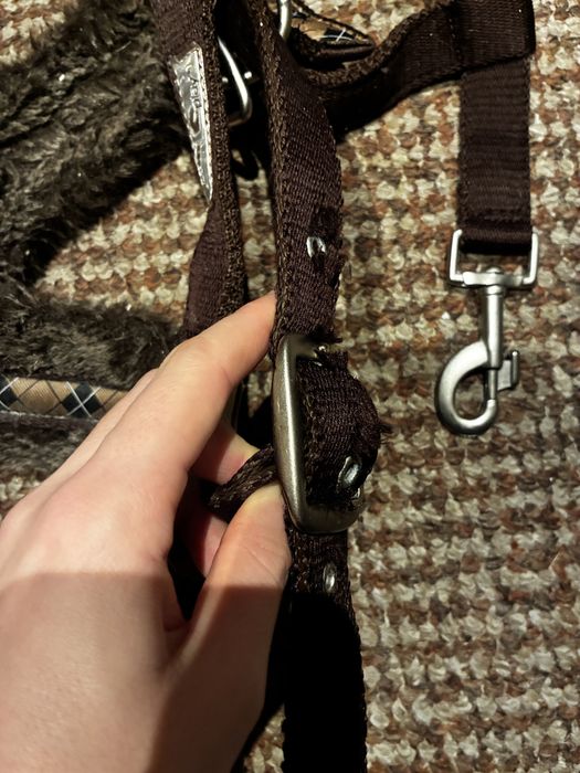 Kantar razem z uwiązem