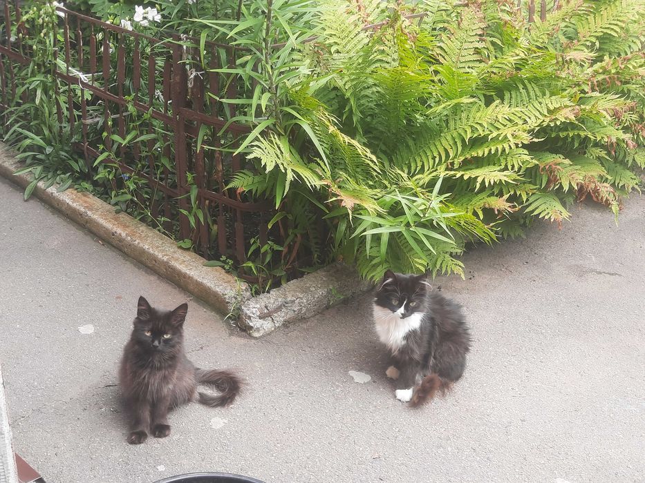 Котики шукають сім'ю