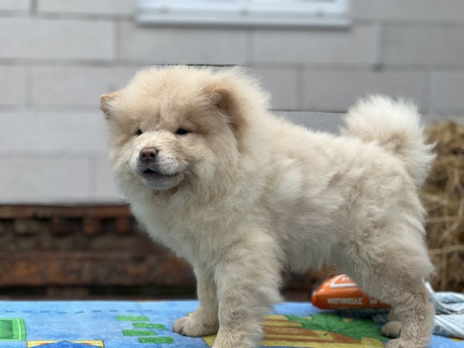 Классні ведмедики-чау. Доставка !