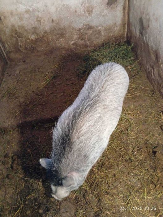 Продам-Обміняю Кнура