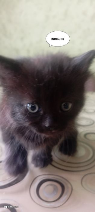 Отдам котят бесплатно