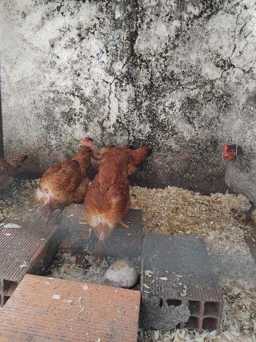 5 frangas castanhas