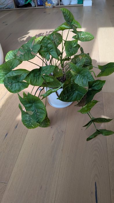 Бегонія, заміокулькас, сингоніуми різні