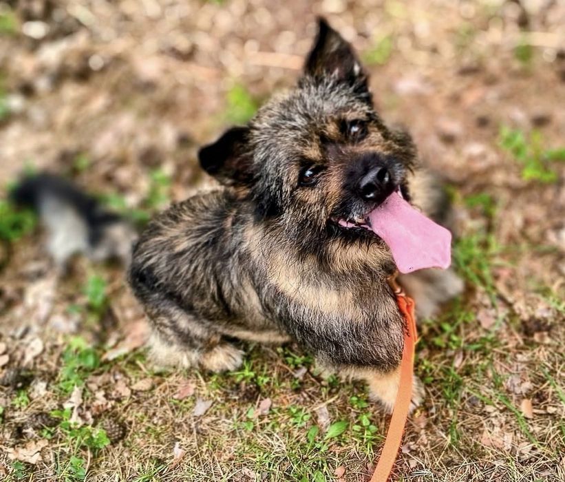 Śliczny mały Boberek do adopcji