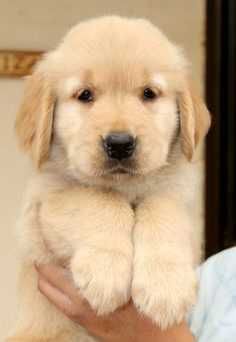 Golden retriever macho