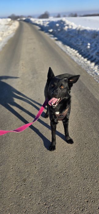 James czarne, młode cudo